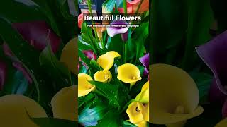 Beautiful Flowers Calla Lily : How Do You Call This Flower In Your Language? #shorts