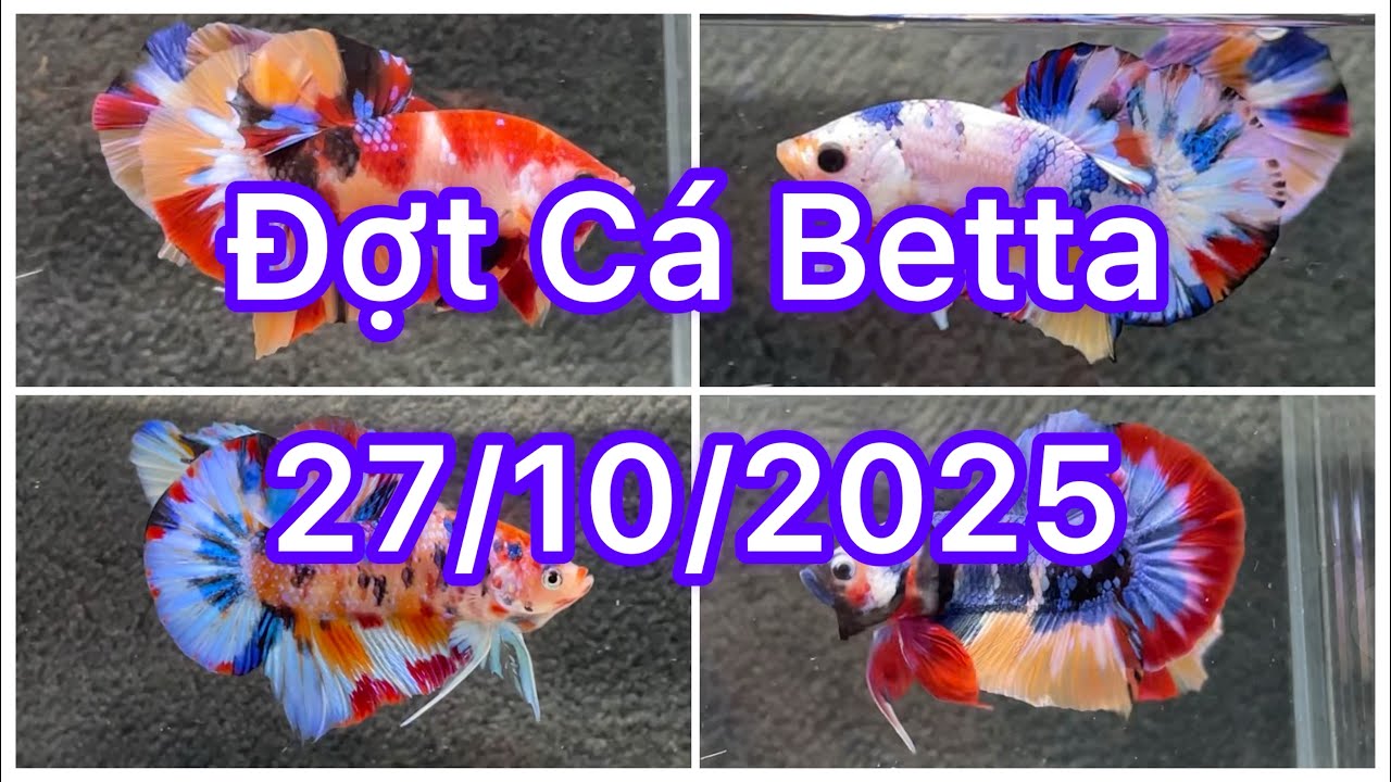 Đợt Cá Betta 27/10🍀🌈Betta Multicolour | Betta Nemo | Betta GLX | Giant Metalic |Tuyển chọn bình dân