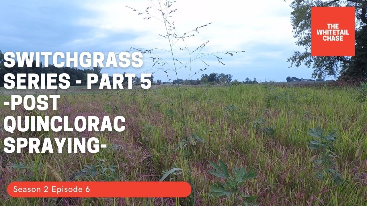 Switchgrass Series Part 5 Post Quinclorac Spraying YouTube
