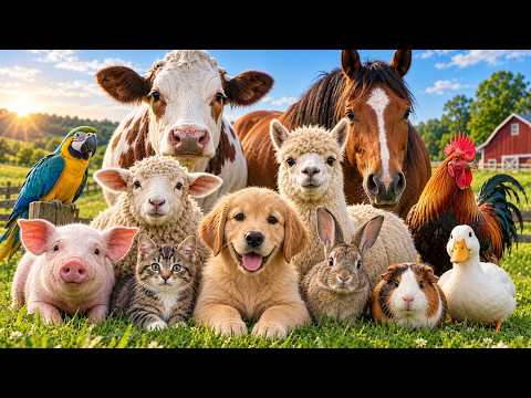 Animal sound for kids 🦒🐧🐱 Cute Animal Sound Learn Wild and Farm Animals