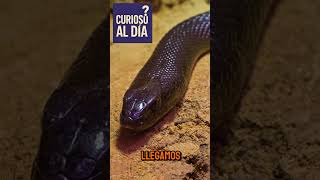 animales peligrosos #curiosidades #datoscurisos #viral #sabiasque #animales #ciencia