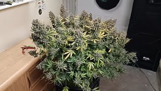 ILGM Girl Scout Cookies Extreme autoflower harvest day medical cannabis thanks for subscriptions