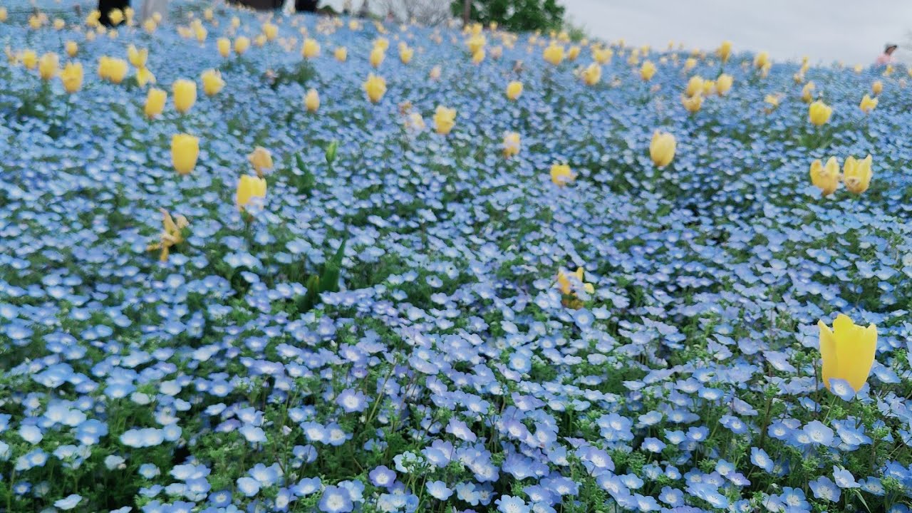 ネモフィラ】大阪鶴見緑地線公園春天限定｜风车下的蓝色花海！🌷日本の