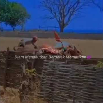 Story' wa kerapan  sapi (JET METIC)😎