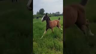 obu #otlar #horse na boʻling