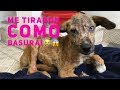 Rescate de perro abandonado, (Linda)/ Increíble, no creeras su recuperación (incredible dog rescue)