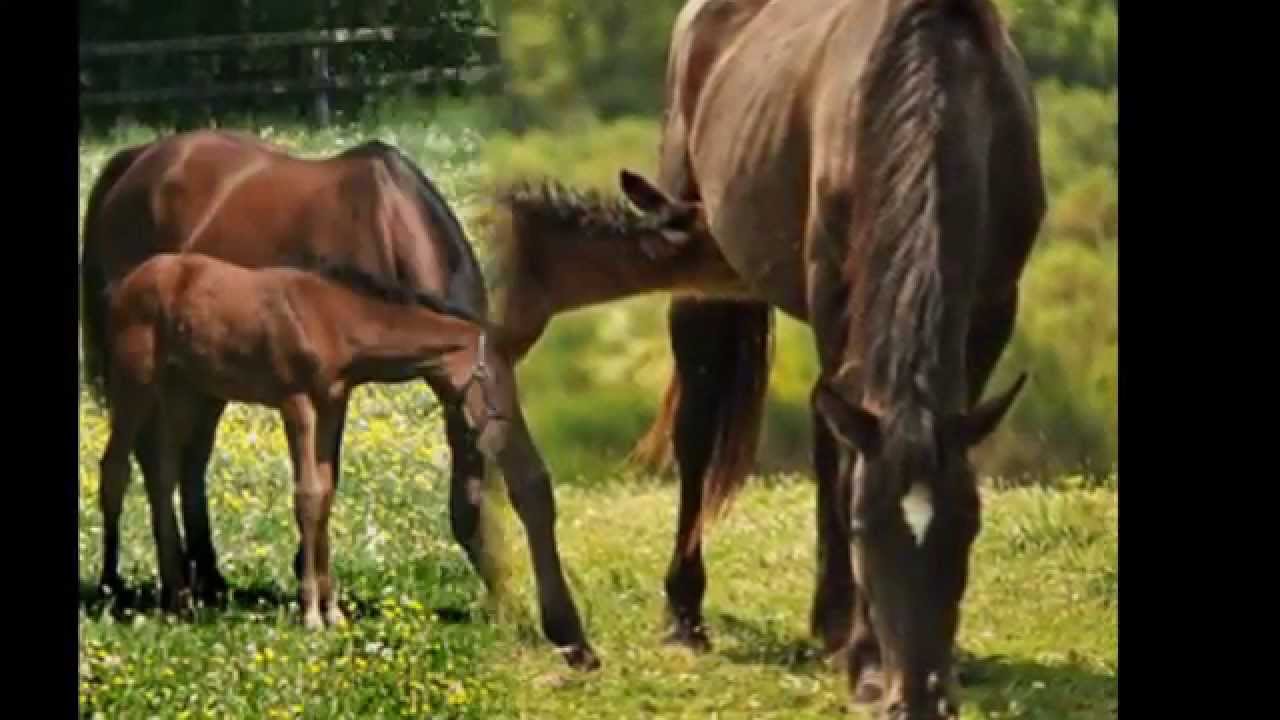 la passion du cheval