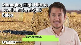 Hidden Danger in Your Feed: Managing High Nitrate Levels in Corn Stalk Bales