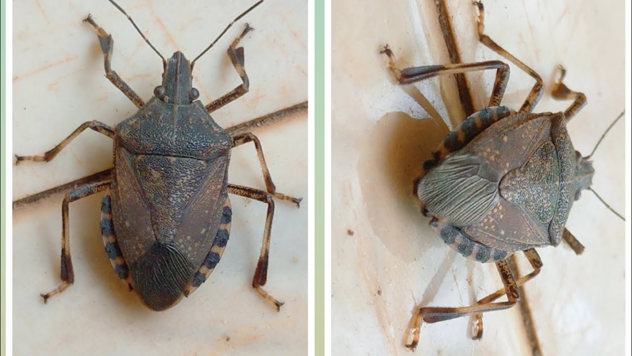 Stink bug 🤧 information.“Skunk" of the insect world. Pentatomidae, Erthesina acuminata.