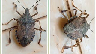 Stink bug 🤧 information.“Skunk" of the insect world. Pentatomidae, Erthesina acuminata.
