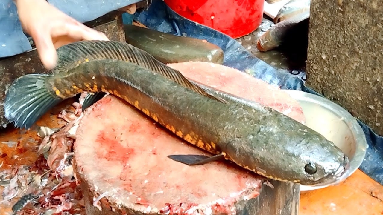 Very beautiful Snakehead Sola fish a fish cutter cut the Snakehead Sola fish nice fish cutting skill