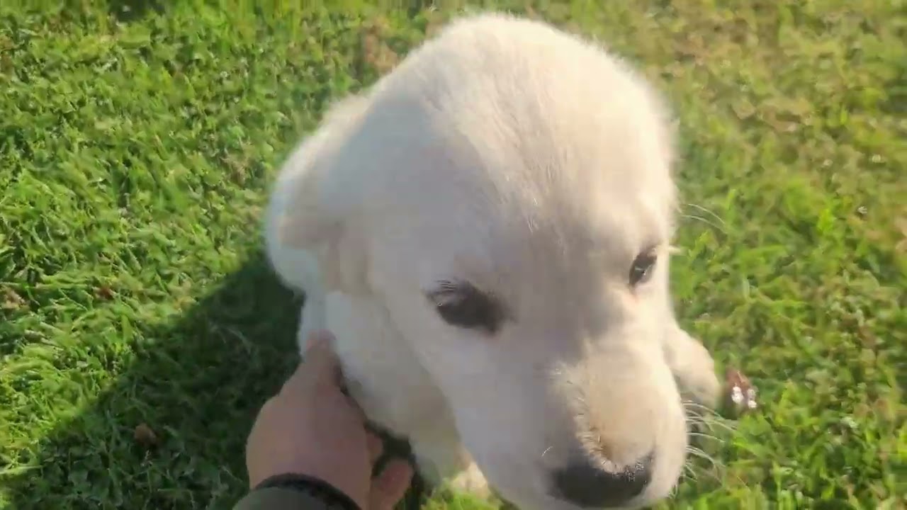 Dark Green Golden Retriever puppy 9 weeks Sky25