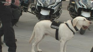 Tempe K-9 being trained to detect explosive odors
