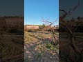 Весна в Каталонии #персики #цветение #март