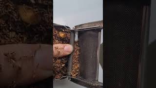 Tütün Sarma Tabakasi̇.