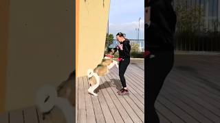 Funny dog TrainingUnleashing Fun with a Girl and her Spirited Canine Companion p1