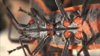 boxelder bug feeding beak (proboscis)
