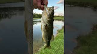 Fishin #fypシ #viral #fishing