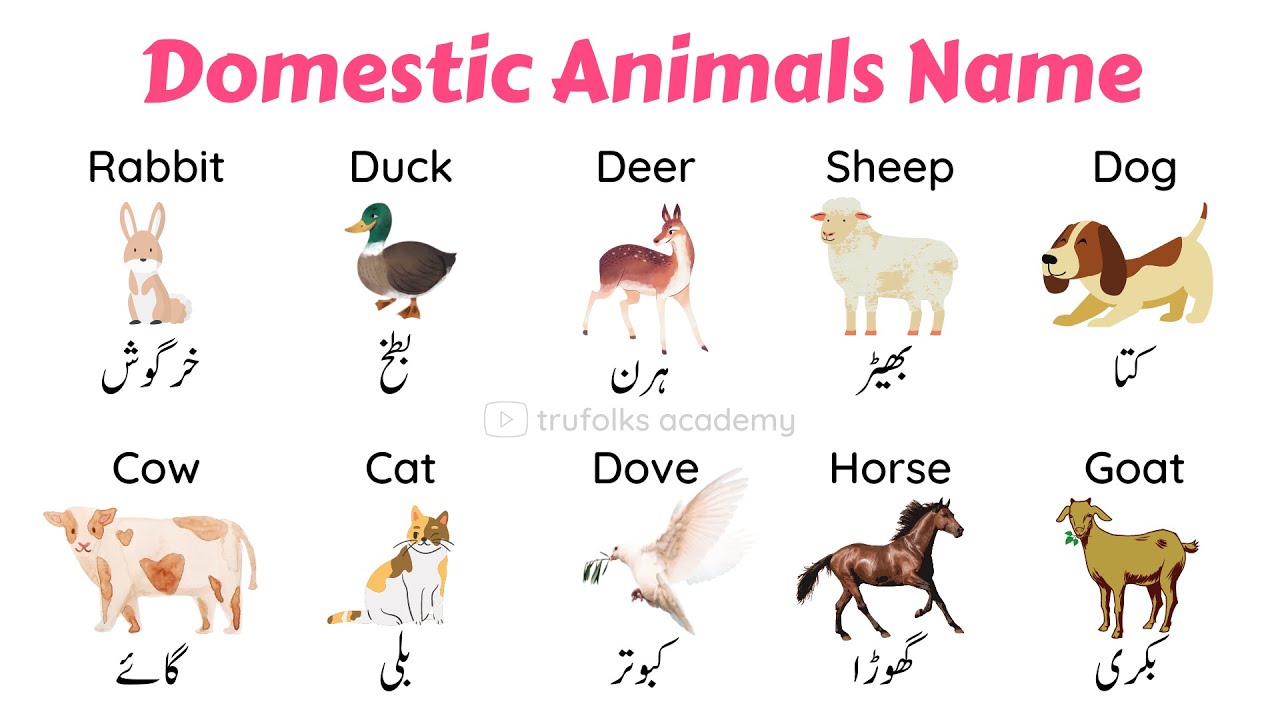Learn Domestic Animals Names in Hindi, Urdu, and English with Pictures -  Pet Animals Name - YouTube