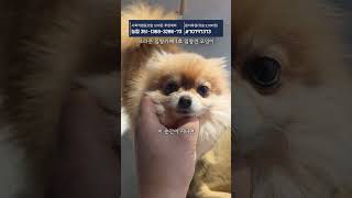 브라운입양카페 1호 입양견 오잉이 #견생역전_오잉이