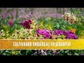Como se Cultivan las Orquideas en Singapur - TvAgro por Juan Gonzalo Angel