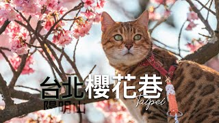 陽明山『最美櫻花巷』｜平菁街42巷｜走春賞櫻｜順遊稻浪棧道 #鵝尾山水田