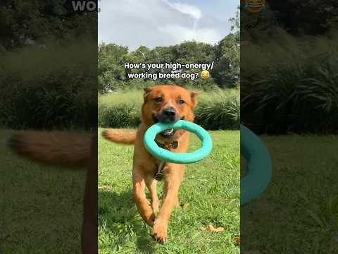 Who can relate? 😶‍🌫️🙋‍♀️😅 #australiancattledog #highenergydog #workingbreeddog #doglover