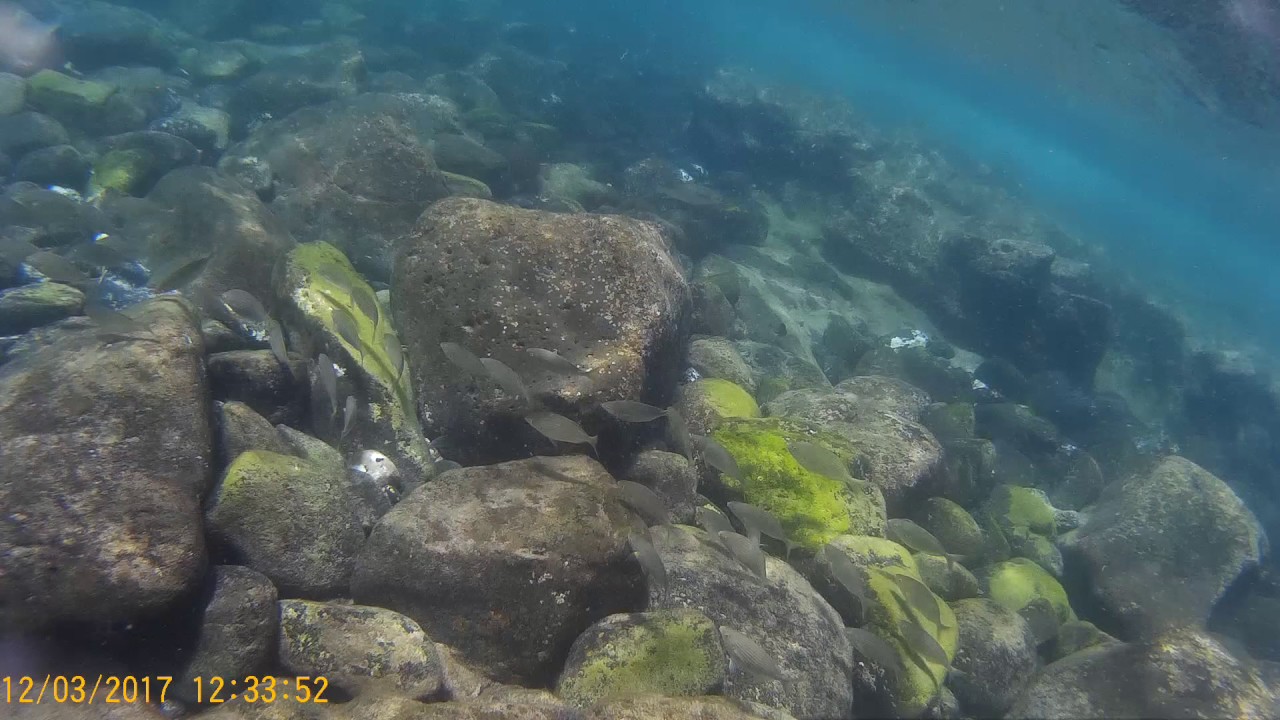 Snorkel Playa Blanca 12317 Lanzarote Youtube