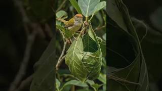 #Sparrow #building nest# wildbirds