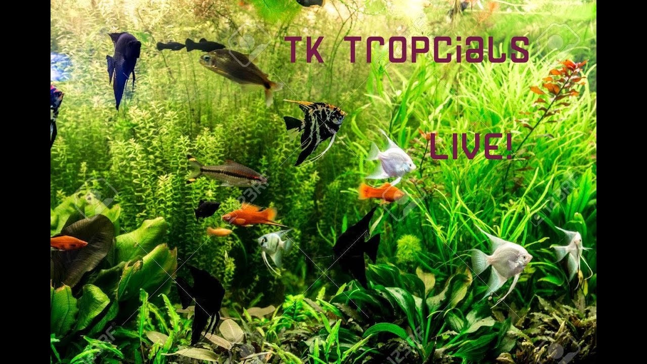 TK Tropicals is live