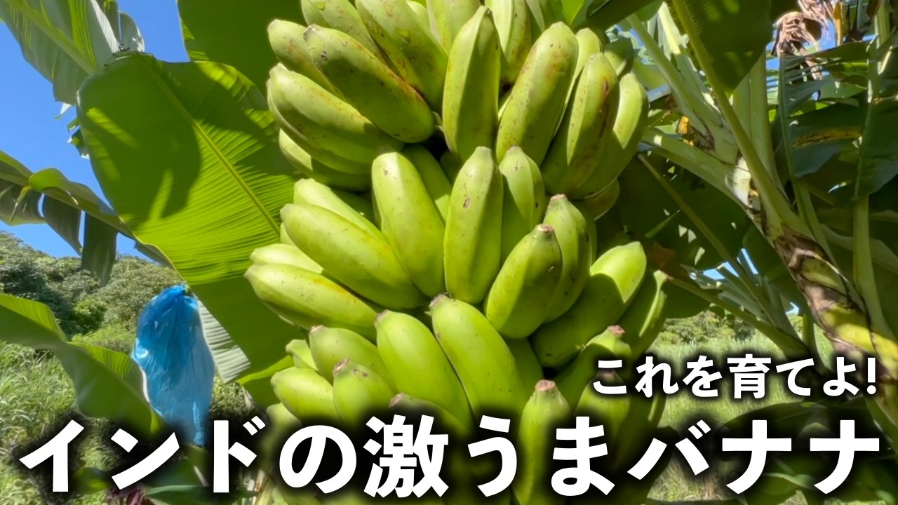 インドの最高傑作バナナを育てよ！