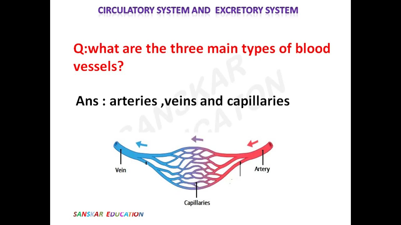 NSOclass 4| science olympiad -4 question answer | class 4 science mcq |circulatory &excretory system