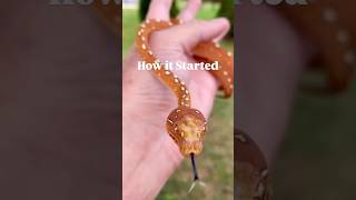 Famous Green Tree Python Color Change Wealth