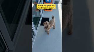 I wanna go inside 🐶 #dog #dogs #dogvideos #dogtraining #dogsofinstagram #dogshorts #dogsworld