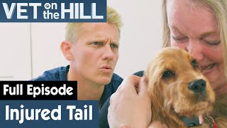Owner Has Trampled On Puppy's Tail | FULL EPISODE | S03E12 | Vet On The Hill