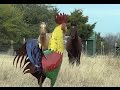 Scaring Horses In Pasture With A Giant Texas Size Rooster Part 2 - How To Abuse Your Horses