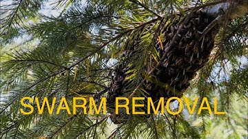 Populating Warre Hive with a swarm