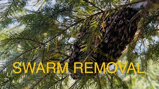 Populating Warre Hive with a swarm