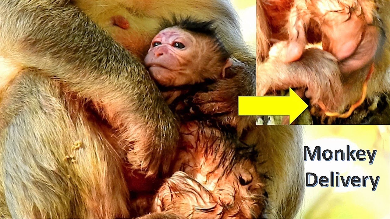 Monkey delivery Scarlet recently gave a peaceful birth to her new born baby