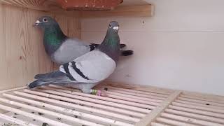 Int. "580/Ringlose/577"xint."580"/siostra 02098-19-1077-1x1e.córka "515"-4x1e.#gołąb #pigeon #birds