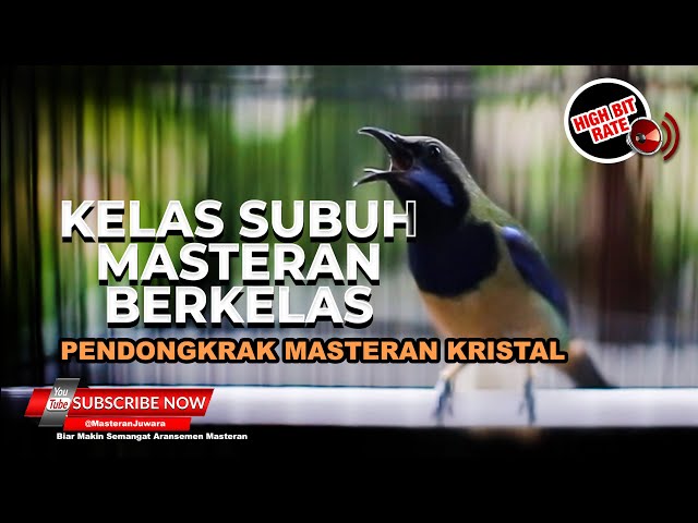 🔴Kelas Subuh Masteran Burung Cucak Cungkok Gacor Isian Tembakan Kristal Tajam class=