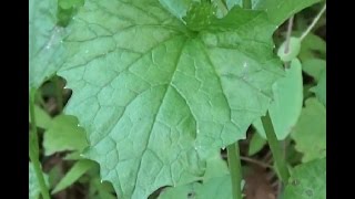 Garlic mustard is a tasty wild edible treat that you can find growing
in the spring. this herb was actually brought over as food plant long
ago...
