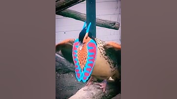 سورة العاديات ❤