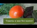 Посейте это в феврале! Супер ранний сорт томатов, который можно вырастить на окне. Рассада 20.02.20
