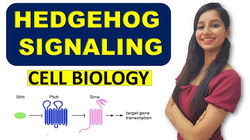 Hedgehog Signaling Pathway| Cell Biology|Role in Cancer Biology|Ci Protein|Smoothened|Patched|iHog