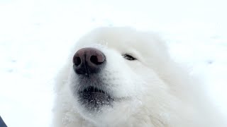 Samoyed Going on a Walk When Snow Melts