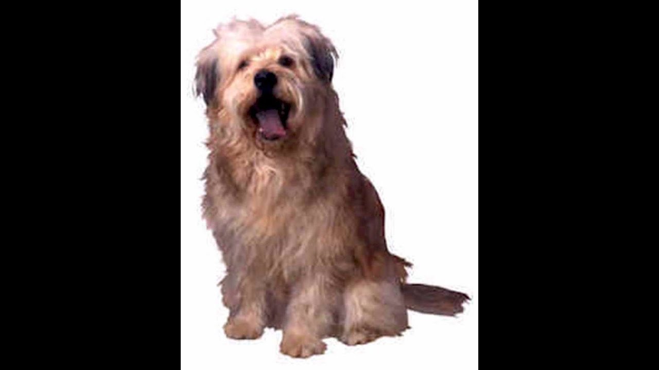Bearded Collie (Owning & Training a Bearded Collie)
