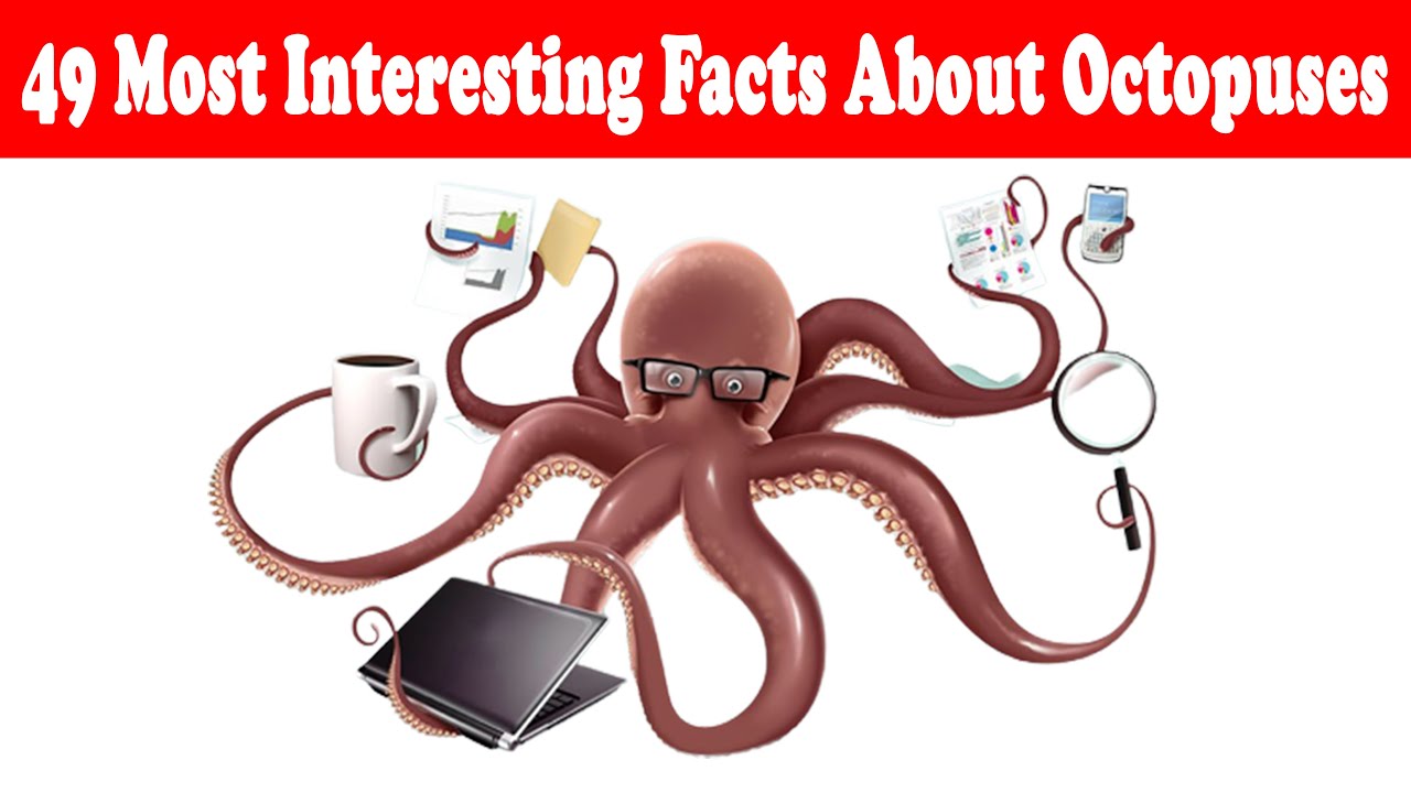 49 Most Interesting Facts About Octopusesamazing information