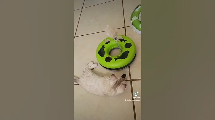 Watch the video about Snow Bengal baby, she's so sweet 😻