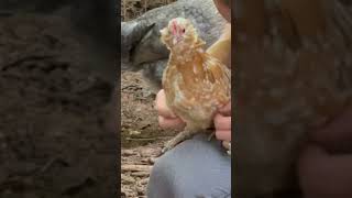 😛Chicken laughing😂 #chicken #freerangechickens  #funny #cute #tickle #backyardchickens #farm